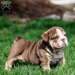 Marina Mocha, English Bulldog Puppy